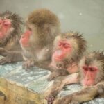 函館温泉の猿