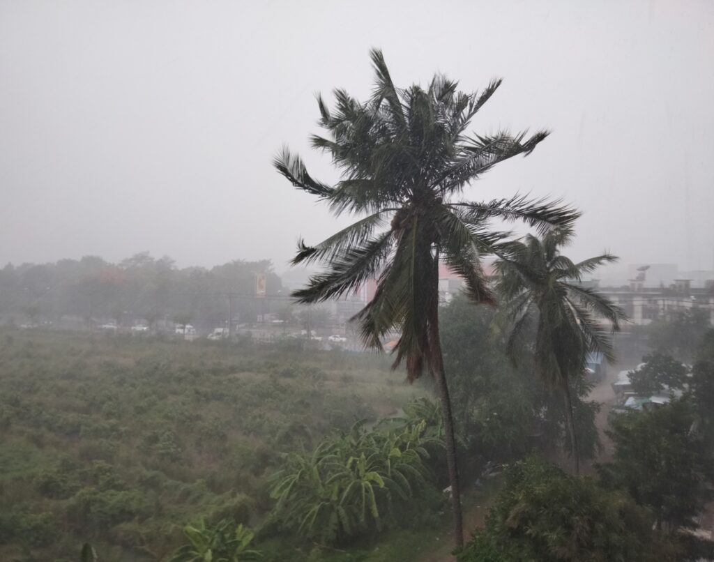 台風で揺れるヤシの木