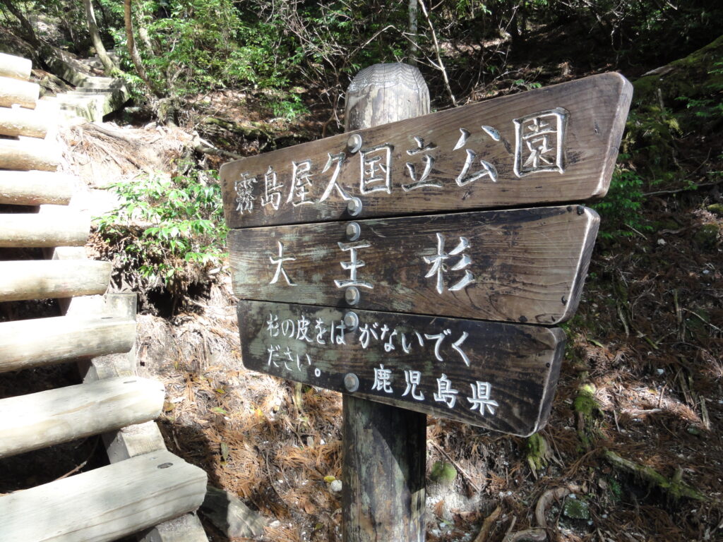 大王杉の標識