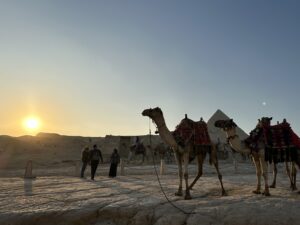 砂漠のラクダと夕陽