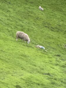 放牧中の羊がたわむれる原風景