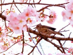 桜の花