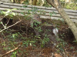 野生の動物