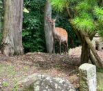 野生の小鹿