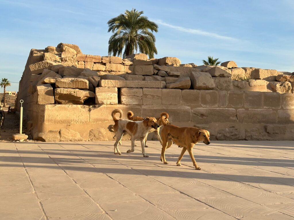 観光地を歩く犬達