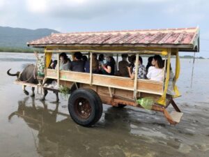 帰路の水牛車