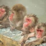 函館温泉の猿