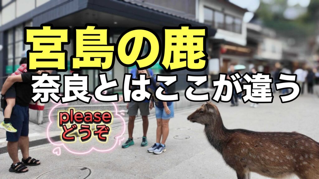 宮島の鹿は奈良とは違う